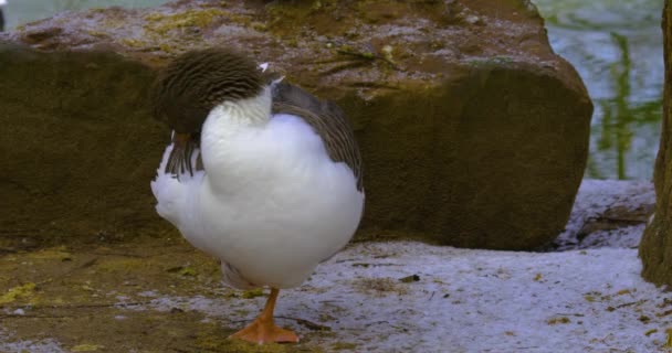 Oie Debout Sur Palefrenier Plumes Sur Dos Tête Tournée Vers — Video