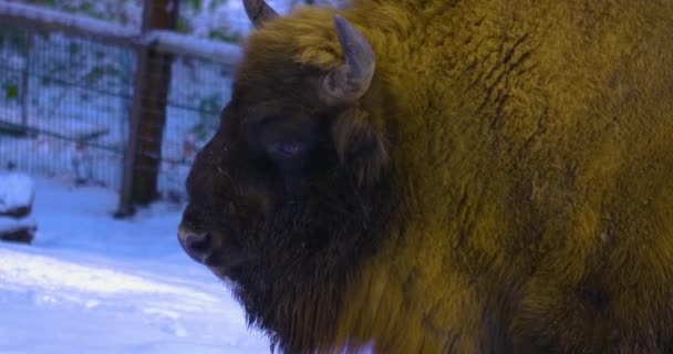 Primer Plano Bisonte Invierno Con Nieve — Vídeos de Stock
