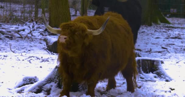 Gros Plan Des Highlands Écossais Bouvillon Debout Dans Neige Déplaçant — Video