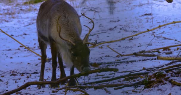 Nahaufnahme Von Rentieren Auf Der Suche Nach Nahrung Auf Schneebedecktem — Stockvideo