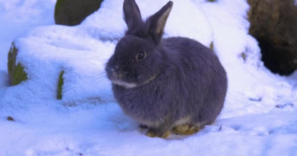 Coniglio Grigio Nella Neve — Video Stock
