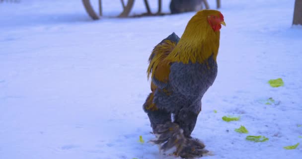 Close Galo Neve Olhando Andando Redor — Vídeo de Stock