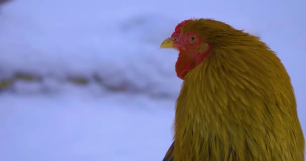 Primo Piano Gallo Nella Neve Guardando Camminando — Video Stock