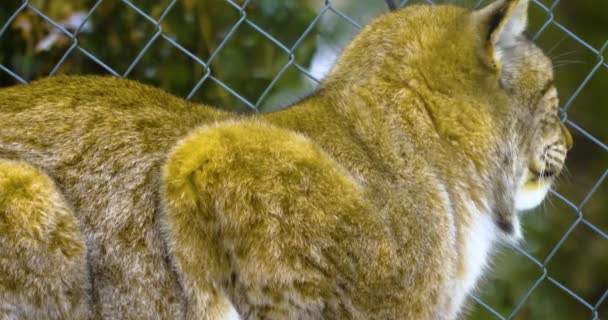 Primer Plano Lynx Sentado Mirando Alrededor Día Soleado Otoño — Vídeo de stock