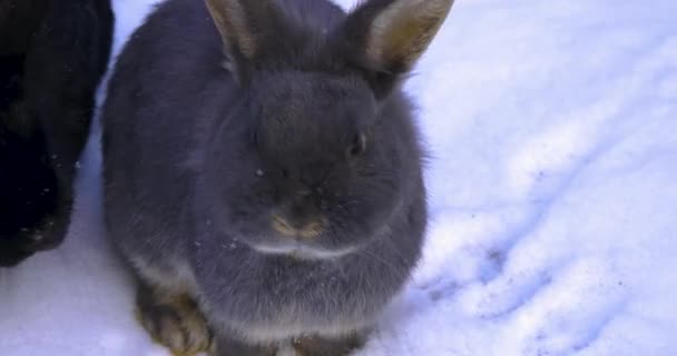 白雪中的灰兔子 — 图库视频影像