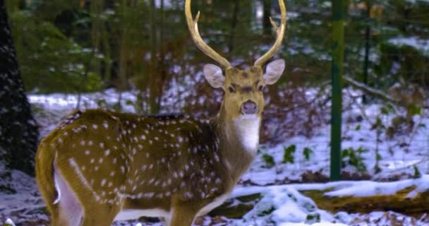 Närbild Axelhjort Vintern Med Snö Skogen — Stockvideo