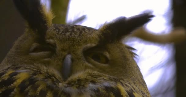 Close Owl Winter Moving His Head Looking — Stock Video