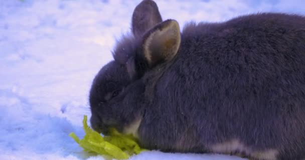 Šedý Králík Sněhu Jíst Salát — Stock video