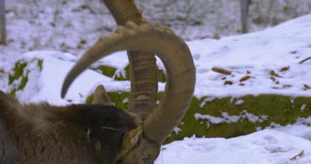 Alpine Ibex Winter Top Hill — стоковое видео