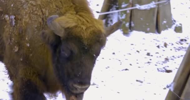 Primer Plano Bisonte Invierno Con Nieve — Vídeo de stock