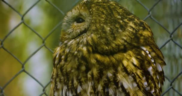 Menutup Burung Hantu Musim Dingin Menggerakkan Kepalanya Dan Melihat Lihat — Stok Video