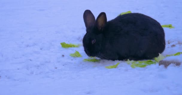 雪の中でグレーウサギレタスを食べる — ストック動画