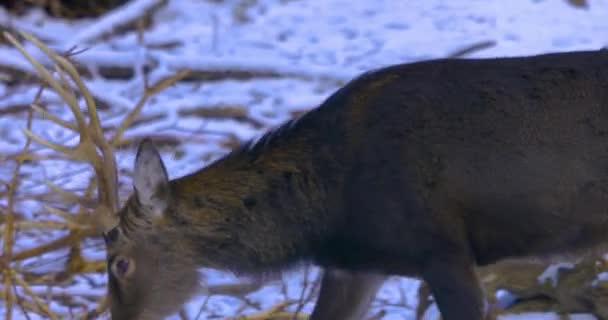 冬季在树林里圈养小鹿 — 图库视频影像
