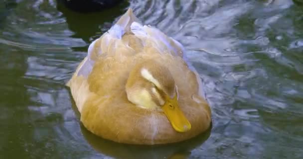 冬季在湖面上漂浮的鸭群的密闭 — 图库视频影像