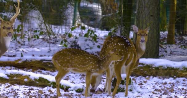 Close Cervos Eixo Inverno Com Neve Floresta — Vídeo de Stock