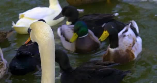 靠近一只天鹅和鸭子在冬天漂浮在湖上 — 图库视频影像