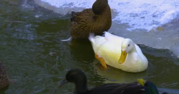 Zbliżenie Kaczek Pływających Zimą Jeziorze — Wideo stockowe
