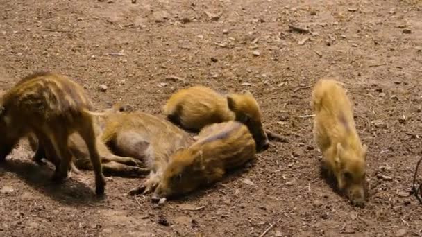 Wild Boar Piglet Feeding Female Pigs Tit — Stockvideo