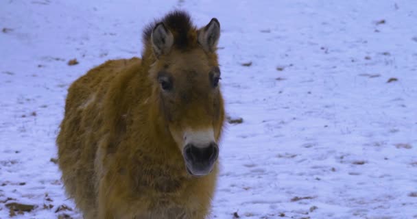 Κοντινό Πλάνο Του Αλόγου Του Przewalski Στο Χιόνι — Αρχείο Βίντεο