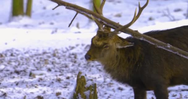 Primer Plano Ciervos Sika Bosque Invierno — Vídeo de stock