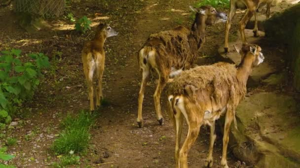 Primo Piano Fremale Giovane Montone Testa Pecora Bighorn Primavera Piedi — Video Stock