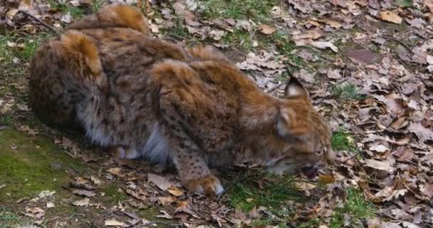 Gros Plan Lynx Dans Les Bois Automne — Video