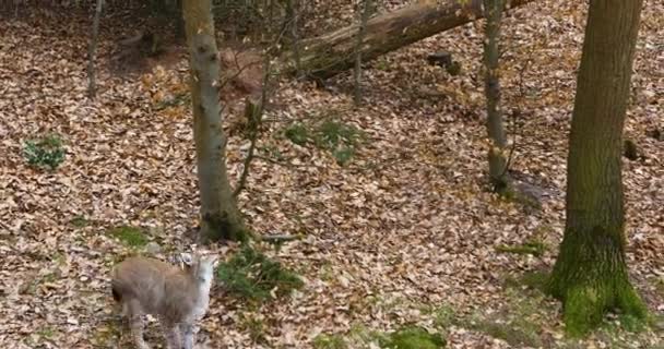 Gros Plan Lynx Dans Les Bois Automne — Video