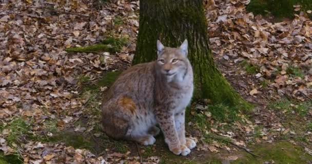 Close Lynx Nel Bosco Autunno — Video Stock