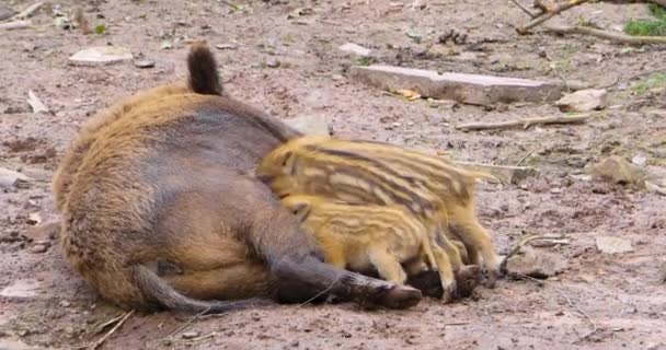 Dzikie Prosięta Brudzie Śpią Bawią Się — Wideo stockowe