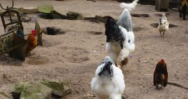 Sluiten Van Haan Kijken Rondlopen — Stockvideo