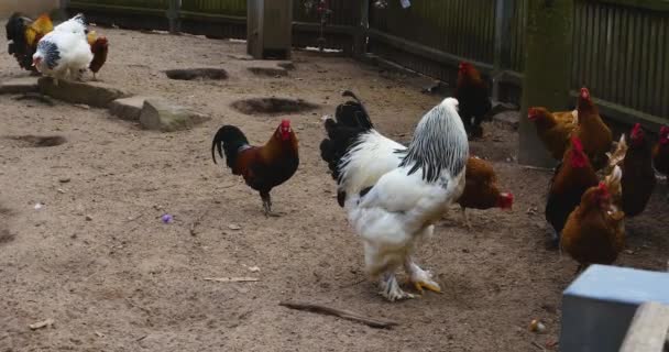 Primer Plano Del Gallo Mirando Caminando — Vídeos de Stock