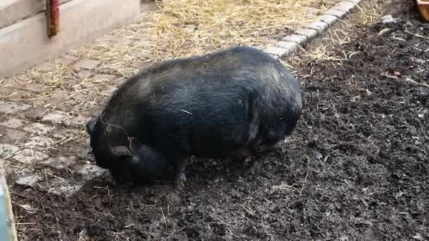 Świnia Potbelly Stojąca Szukająca Jedzenia — Wideo stockowe