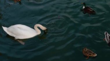 Nehirde yemek yiyen kuğulara yakın..