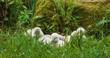 Bir grup cygnet ya da çimenlerde oturan bebek kuğular.