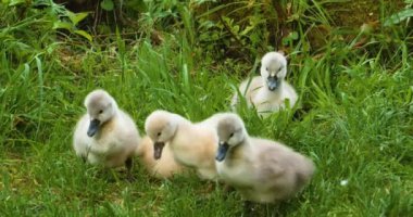 Bir grup cygnet ya da çimenlerde oturan bebek kuğular.