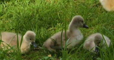 Bir grup cygnet ya da çimenlerde oturan bebek kuğular.