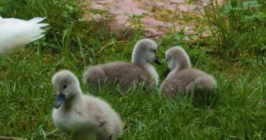 Bir grup cygnet ya da çimenlerde oturan bebek kuğular.