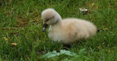 Bir grup cygnet ya da çimenlerde oturan bebek kuğular.