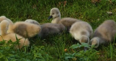 Bir grup cygnet ya da çimenlerde oturan bebek kuğular.