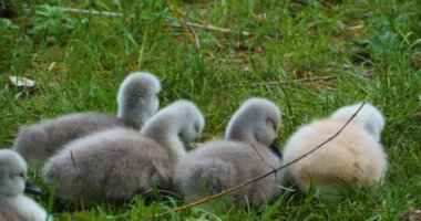 Bir grup cygnet ya da çimenlerde oturan bebek kuğular.
