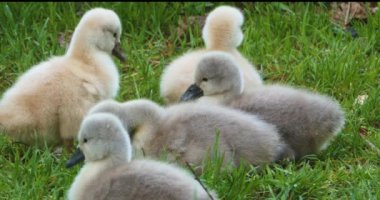 Bir grup cygnet ya da çimenlerde oturan bebek kuğular.