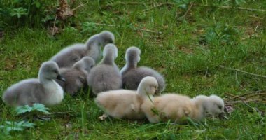 Bir grup cygnet ya da çimenlerde oturan bebek kuğular.