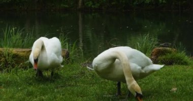 Bir grup cygnet ya da çimenlerde oturan bebek kuğular.