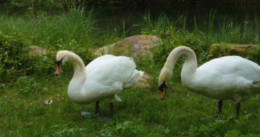 Bir grup cygnet ya da çimenlerde oturan bebek kuğular.