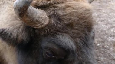 Bizonların kışın karın altında etrafa bakınması.