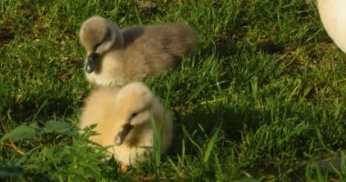 Bir grup cygnet ya da otlakta oturan yavru kuğular..