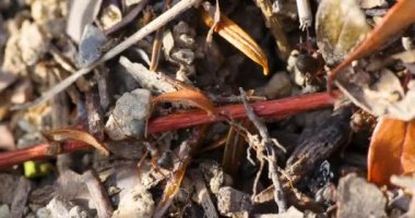 Karınca yuvasında karınca makrosu.