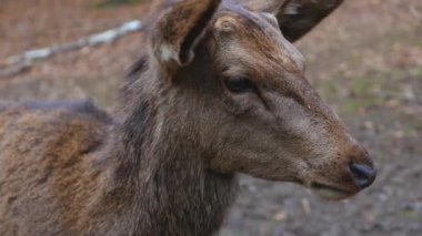 Geyiğin başını sağdan sola ve arkadan sağa doğru yaklaştırın. Önünde başka bir geyik yürür.