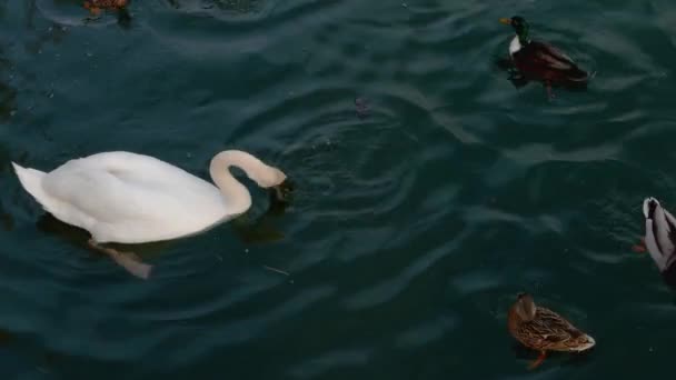 小天鹅在河边吃饭的特写镜头 — 图库视频影像