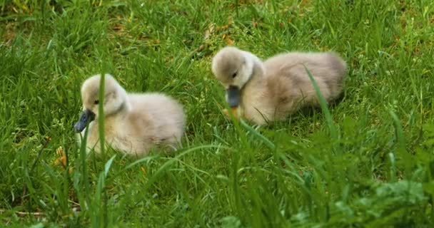 Grupo Cygnets Cisnes Bebé Sentado Hierba — Vídeo de stock